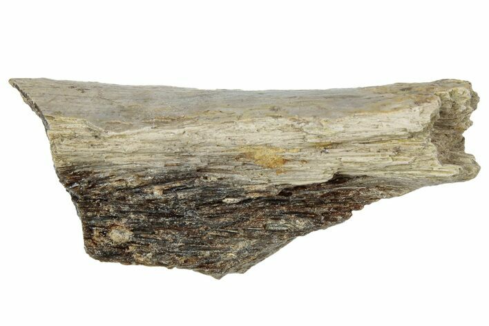 Fossil Tyrannosaur (T rex) Bone Section - Wyoming #309950